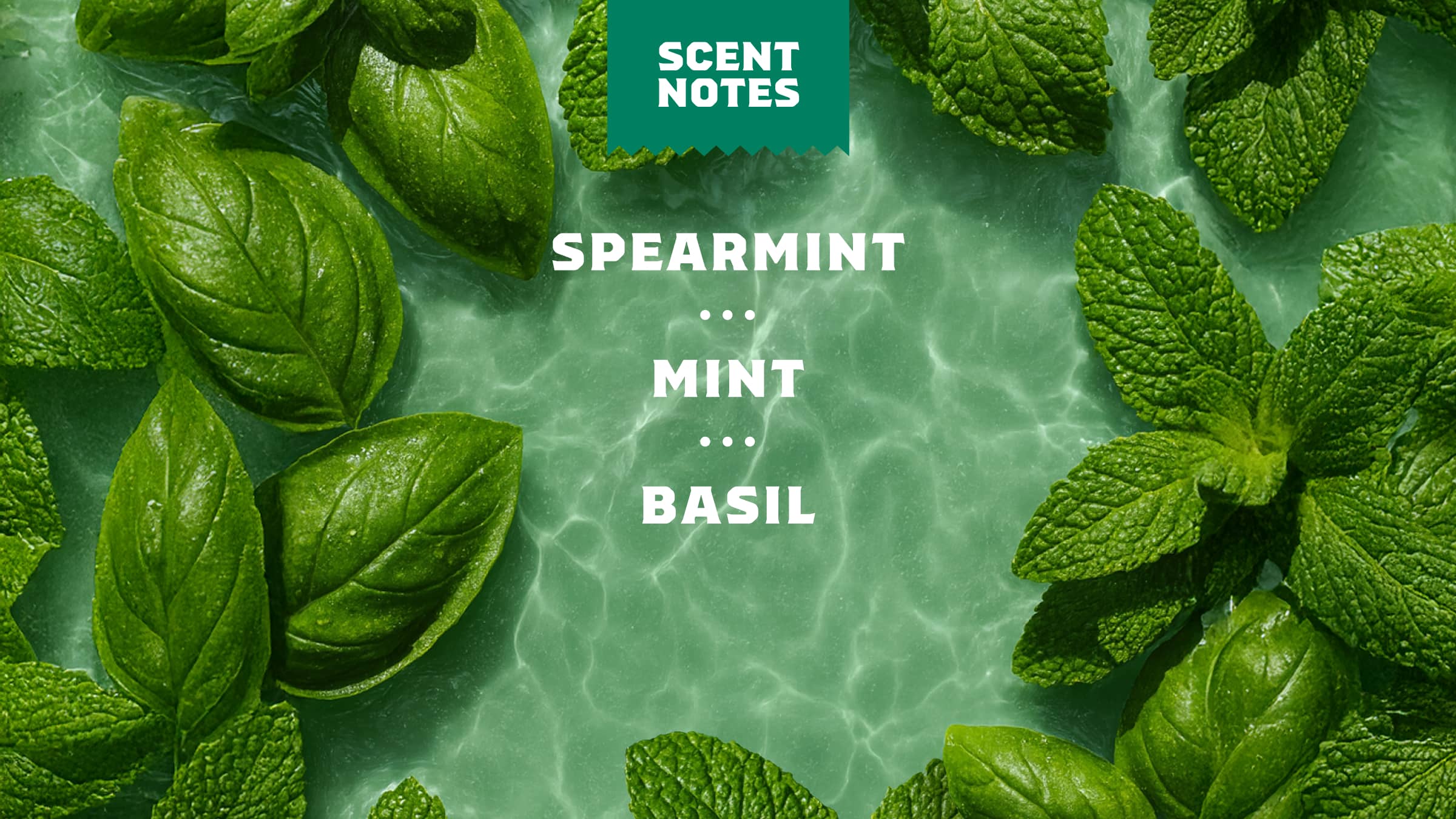 Scent notes graphic for Dr. Squatch Spearmint Basil bar soap: Mint Bliss